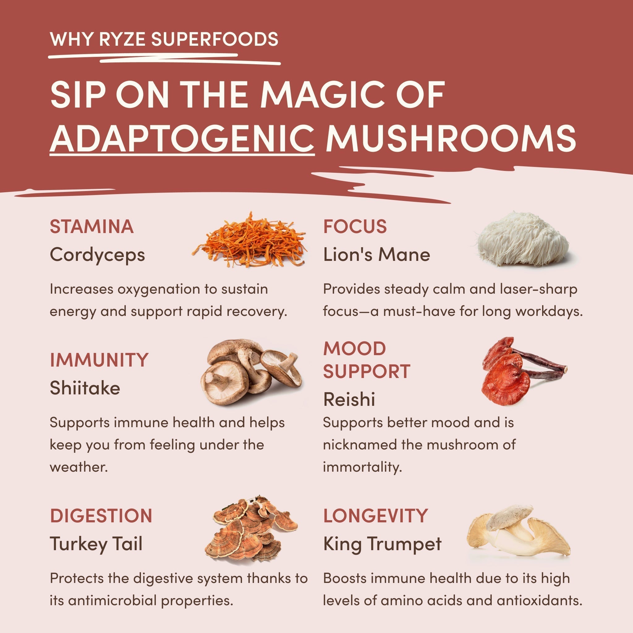 Mushroom Chicory - Image 5