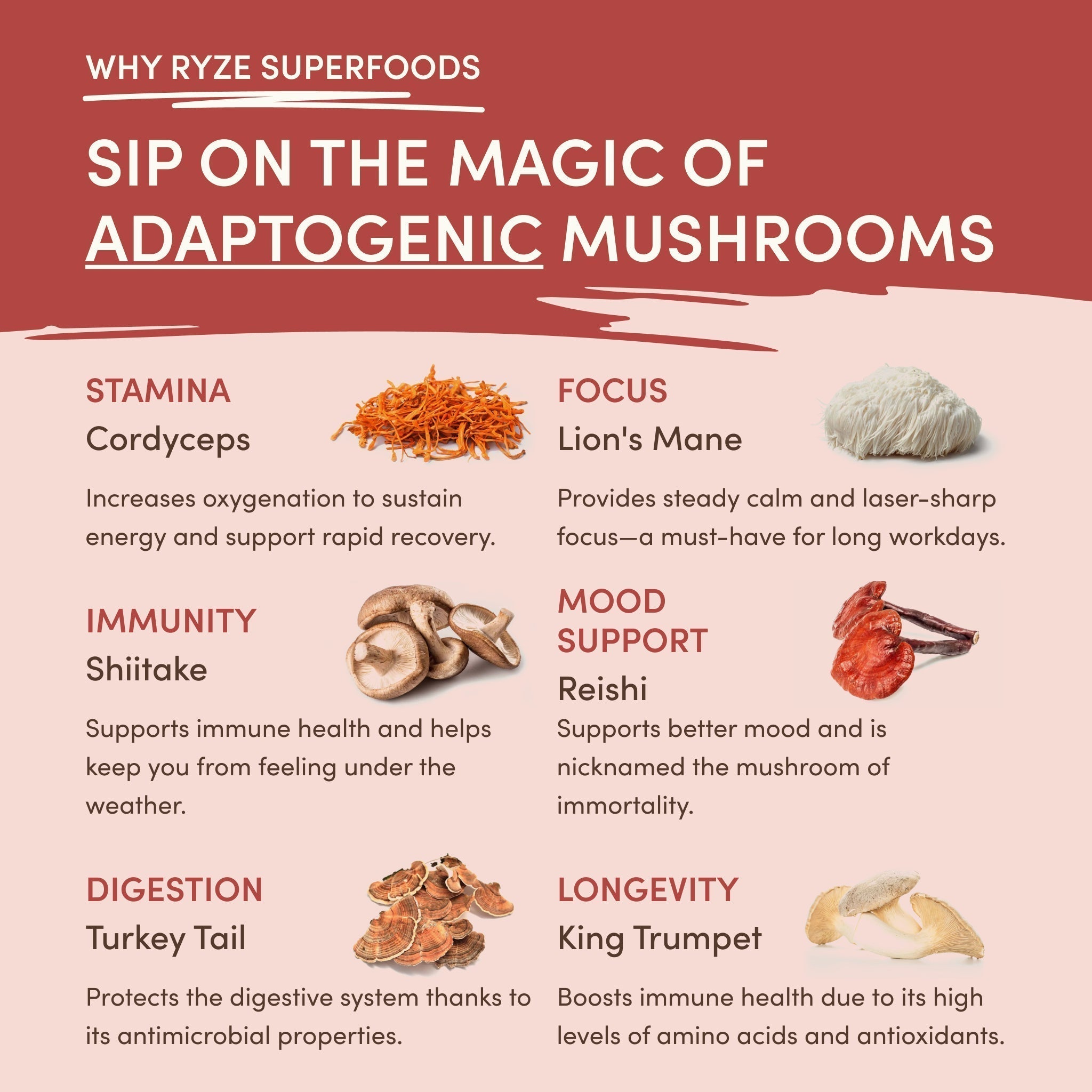 Mushroom Chai - Image 4